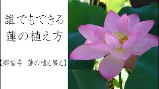 誰でもできる 蓮の植え方【郷福寺 蓮の植え替え】