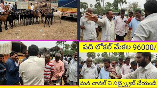 Animal Market In Rajarampally/Rajarampally Mekala Angadi/Got Market/Rajarampally Angadi/Santha