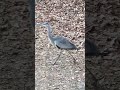 【貴重映像】えぇっ⁉️メスのアオサギの首がいきなり伸びる😵‼️😲 shorts【野鳥動画】