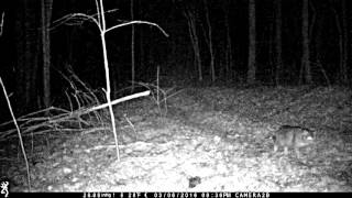 Could this be a mountain lion in OHIO?