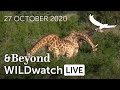 WILDwatch Live | 27 October, 2020 | Afternoon Safari | South Africa