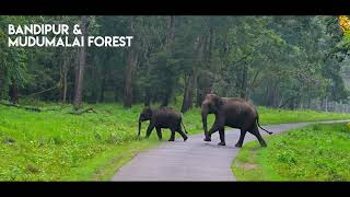 KSTDC - Mysuru – Srirangapatna – Brindavan Gardens – Nanjangud – Ooty – Doddabetta Tour Package