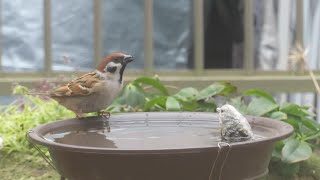 【野鳥観察】2023.02 その23