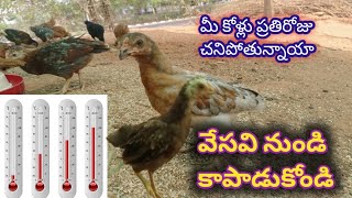 మీ కోళ్లు ప్రతిరోజు చనిపోతున్నాయా|| వేసవి నుండి దయచేసి కోళ్లు ని కాపాడుకోండి||నాటు కోళ్ల పెంపకం