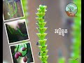 វល្លិខ្លូត