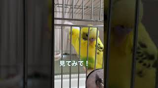 眠たくて動けないインコは、まるで赤ちゃんみたい。長男ちゃぴ　【セキセイインコ】Budgerigar.