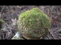 箱根芦ノ湖キャンプ村で最高オブ最高な秋キャンプ