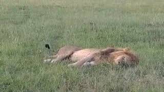 Jackal plays with a Big Male Lion