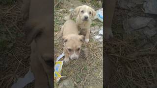 baby dogs (part-2) #shorts #cutepuppy #short