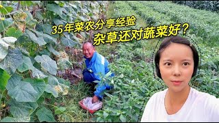 农村老农的蔬菜为何长得好，原因竟是留了点杂草？种菜小常识！