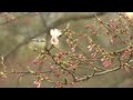 DC Cherry Blossom Festival interrupted by virus