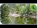 6 HOURS Sounds of Nature: Water Sounds, Birds Singing, Forest Sounds