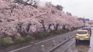 2017-04-26 弘前公園 外濠の桜