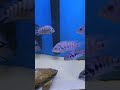 inside the convict cichlid fry factory