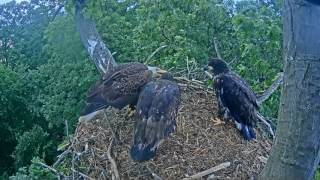 Evening feeding 2017 05 19 18 17 04