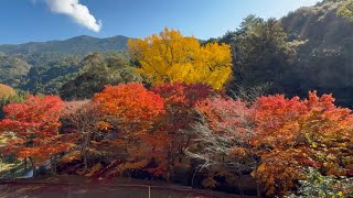 田中山大元神社の紅葉・黄葉（色づき始めから完全落葉まで超超超超超完全版）　〜愛媛県八幡浜市〜