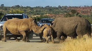 Biggest Kruger National Park Rhino Road Block Ever