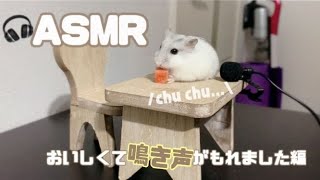 【ASMR】おやつに興奮が止まらないジャンガリアンハムスターの鳴き声がかわいい!!!【おやつ/噛み癖解消/hamster】