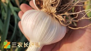 大蒜种得好 “蒜王”一头顶四头 | 三农长短说