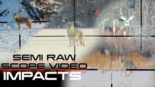 Hunting SEMI RAW SCOPE VIDEO IMPACTS 10+ HUNTS