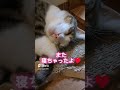 2024年7月ショート動画まとめ わんわん ＃三毛猫 ハチワレ猫