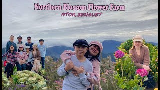 NORTHERN BLOSSOM at Atok Benguet