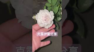 克露伊愛分享：加百列大天使