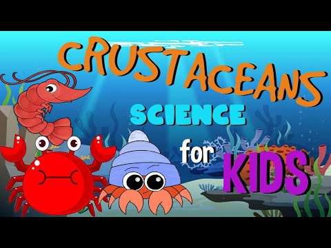 Is crayfish a crustacean?