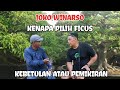 filosofi bonsai Ficus (beringin) bersama Bpk joko winarso #bonsai #bonsaipemula #seputarbonsai