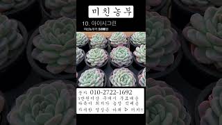 미친농부 2024년 12월 31일 -  판매영상