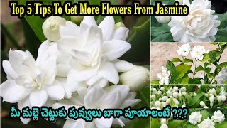 #Jasmine | How To Get More Blooms From Jasmine | కొమ్మ కొమ్మకి మల్లె పువ్వులు పూయాలంటె?