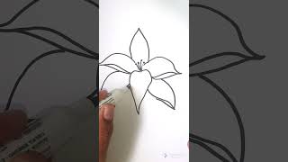 How to Draw Lily Flower