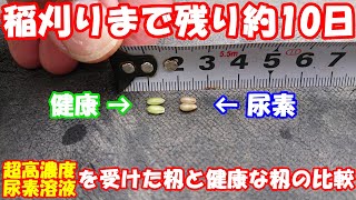 全然違う！稲刈り前に超高濃度尿素溶液【25倍】を受けた籾と健康な籾の比較を行いました