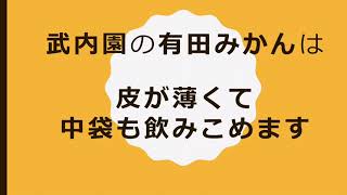 和歌山の「有田みかん」