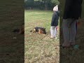 German Shepard doing tricks for his ball