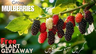 Growing Mulberries in Pot |  گملے میں شہتوت اگانا