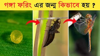 গঙ্গা ফড়িং - ড্রাগন ফ্লাই এর জন্ম কিভাবে হয় ? ফড়িং এর জীবনচক্র । Life Cycle Of A Dragonfly