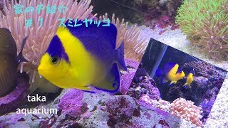 【一人暮らしアクアリウム】家のスミレヤッコ【marineaquarium】