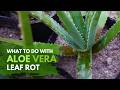 A Guide on How To Manage Aloe vera Leaf Rot