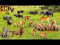 African Wildlife 4K: Tsavo East National Park - The real sounds of Africa