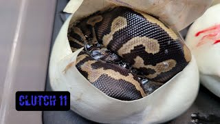 Clutch #11 Blackhead Yellowbelly x Pied!