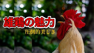 【飼いたい方必見】雄鶏の3つの魅力を全力で語ってみた。