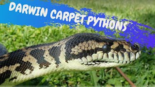 DARWIN CARPET PYTHONS - CrittaCam