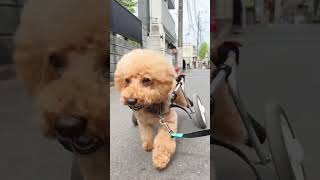 車椅子犬、今日も元気に頑張る　#トイプードル #車椅子犬 #wheelchairdog #toypoodle #shorts