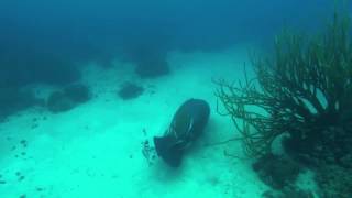 A Manatee Spotted In Belize By Reefci