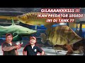 GILA !! KETEMU TIGER FISH TERBESAR DAN BANYAK KOLEKSI IKAN PREDATOR LANGKA !!