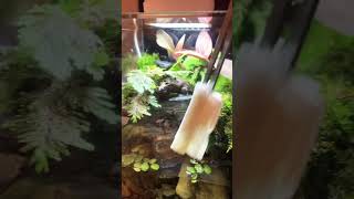 Moss苔蘚玻璃容器水陸缸￼15*15*18公分，Moss ecological bottle, water and land tank