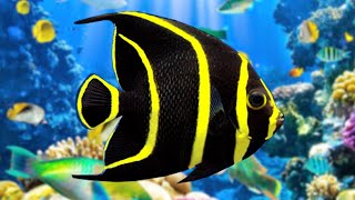 the best relaxing aquarium 🐠 Anti-Stress Music, Relax and Meditation.