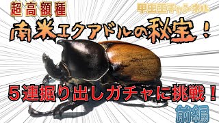 甲虫王チャンネル　第12話　超高額カブトムシ！南米エクアドルの秘宝！フンボルトヒナカブト、念願の羽化掘り出し５連ガチャに挑戦！！(前編)