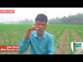 ভুট্টার পোকামাকড় সহজে দমন হচ্ছে না করনীয় কি maize plants disease